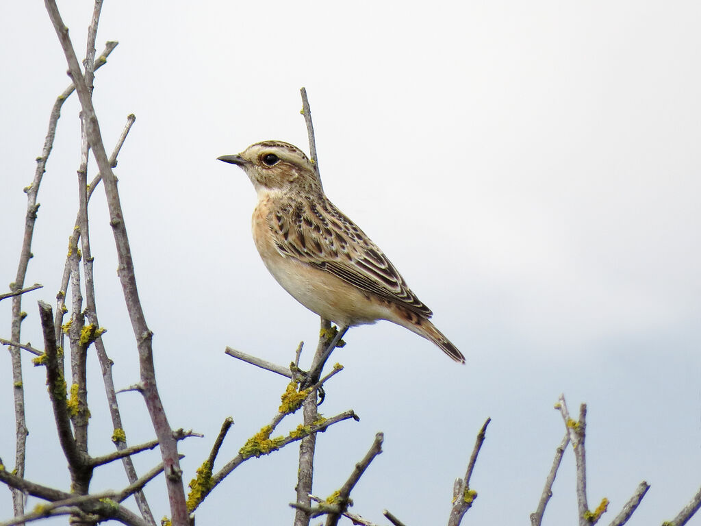 Whinchat