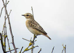 Whinchat