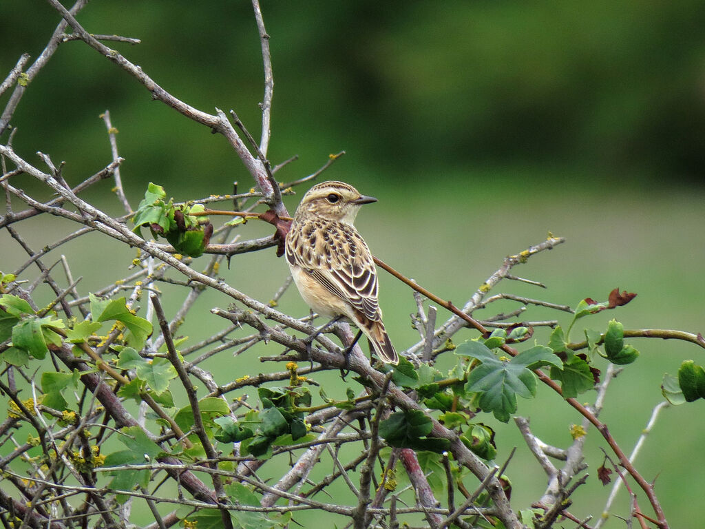 Tarier des prés