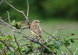 Whinchat