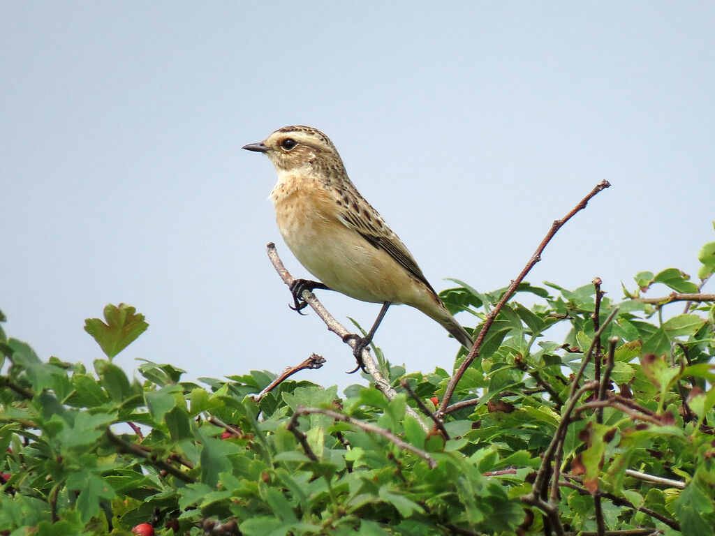 Whinchat