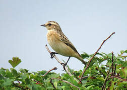 Whinchat