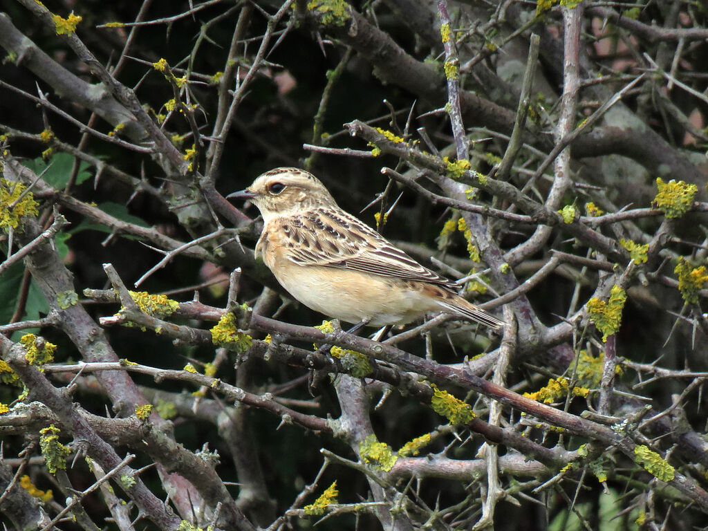 Whinchat