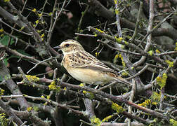 Whinchat