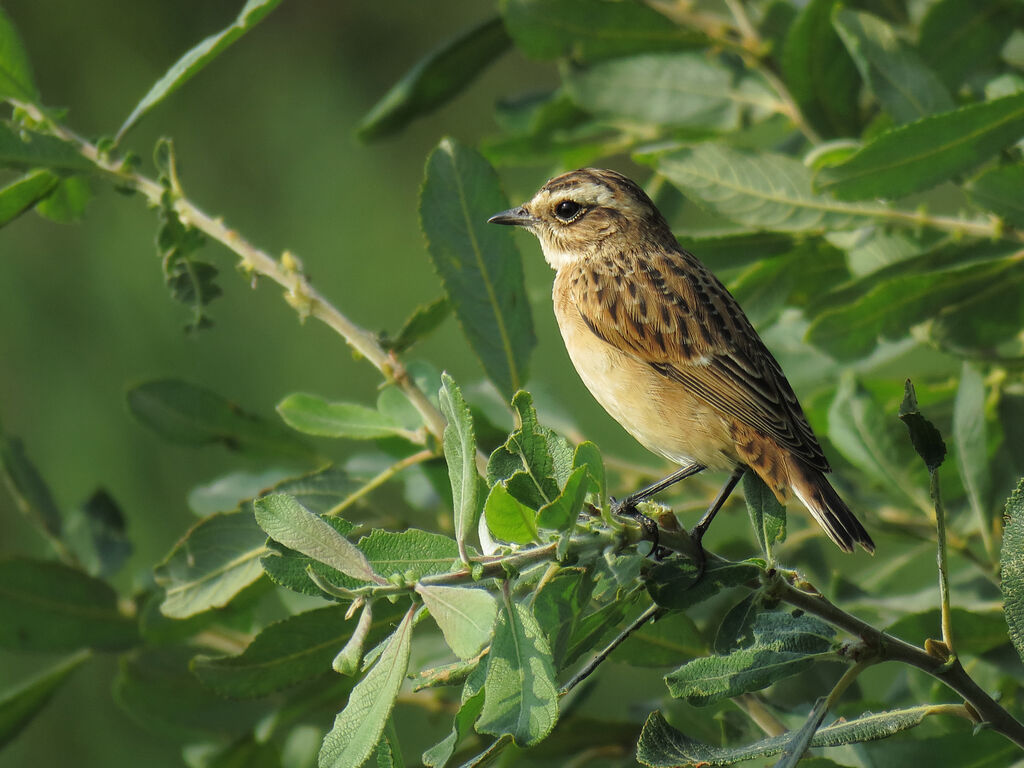 Whinchat