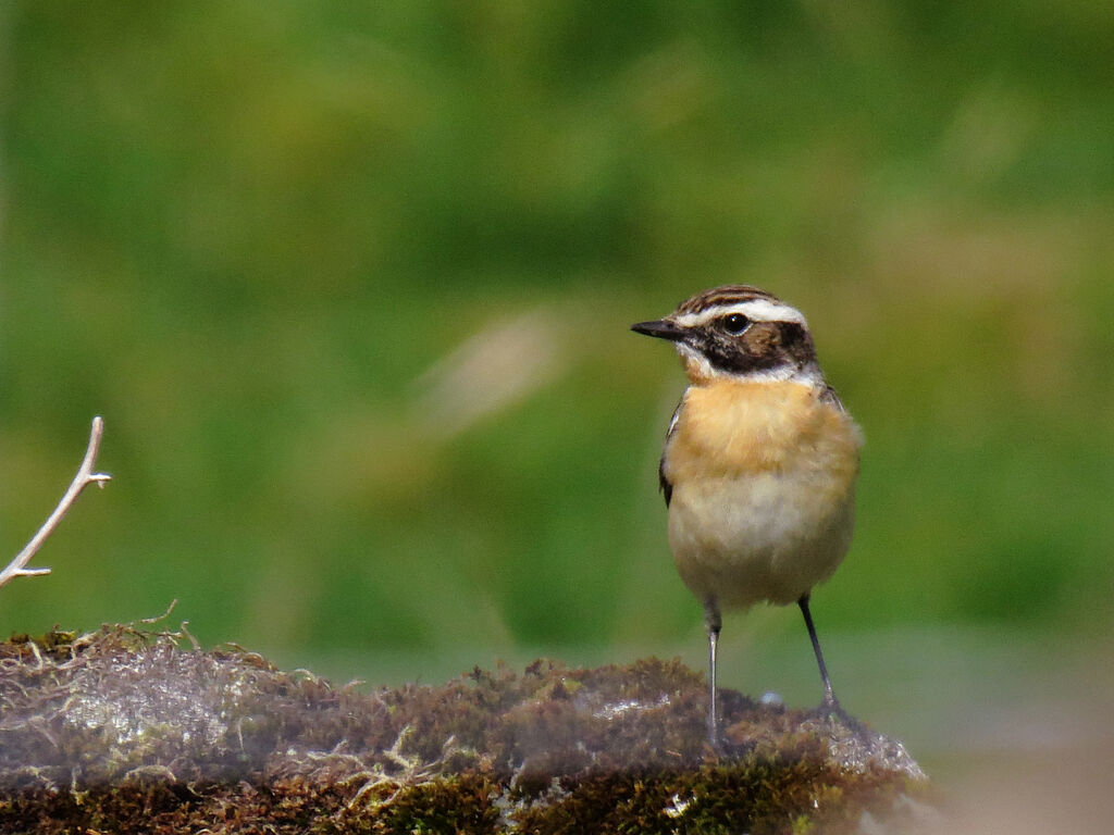 Whinchat