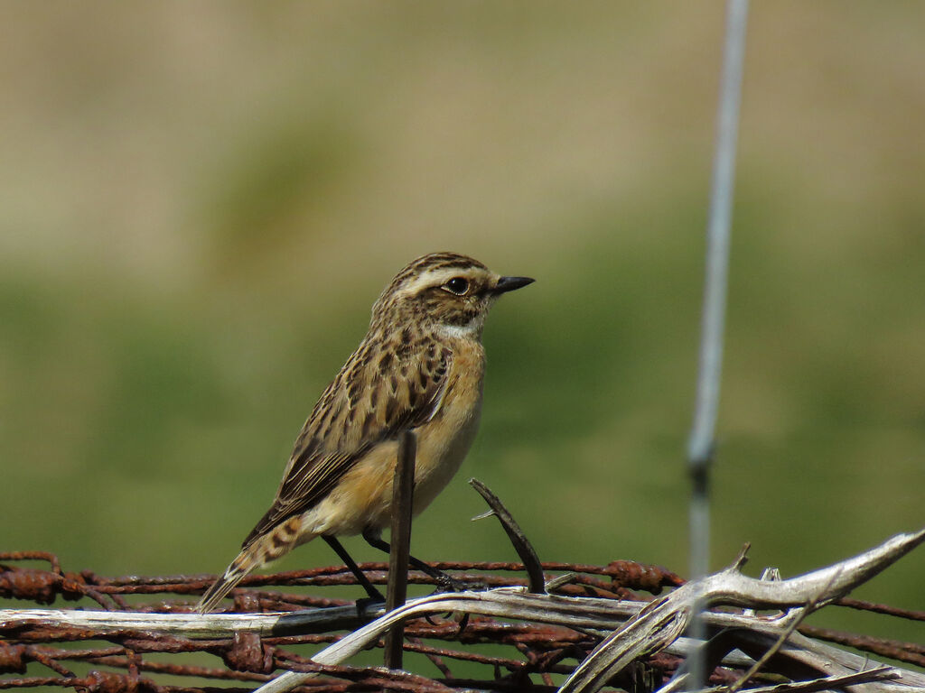 Whinchat