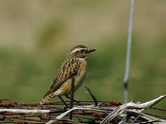 Whinchat