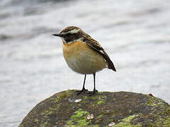 Whinchat