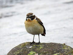 Whinchat