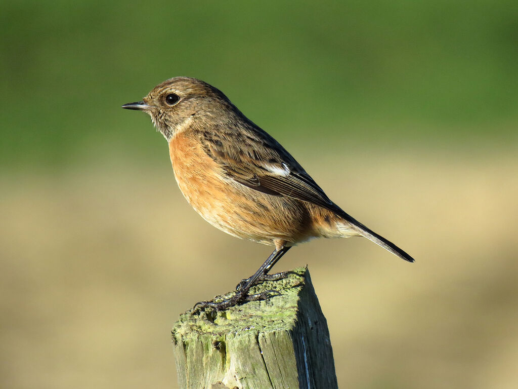 European Stonechat