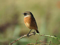 European Stonechat