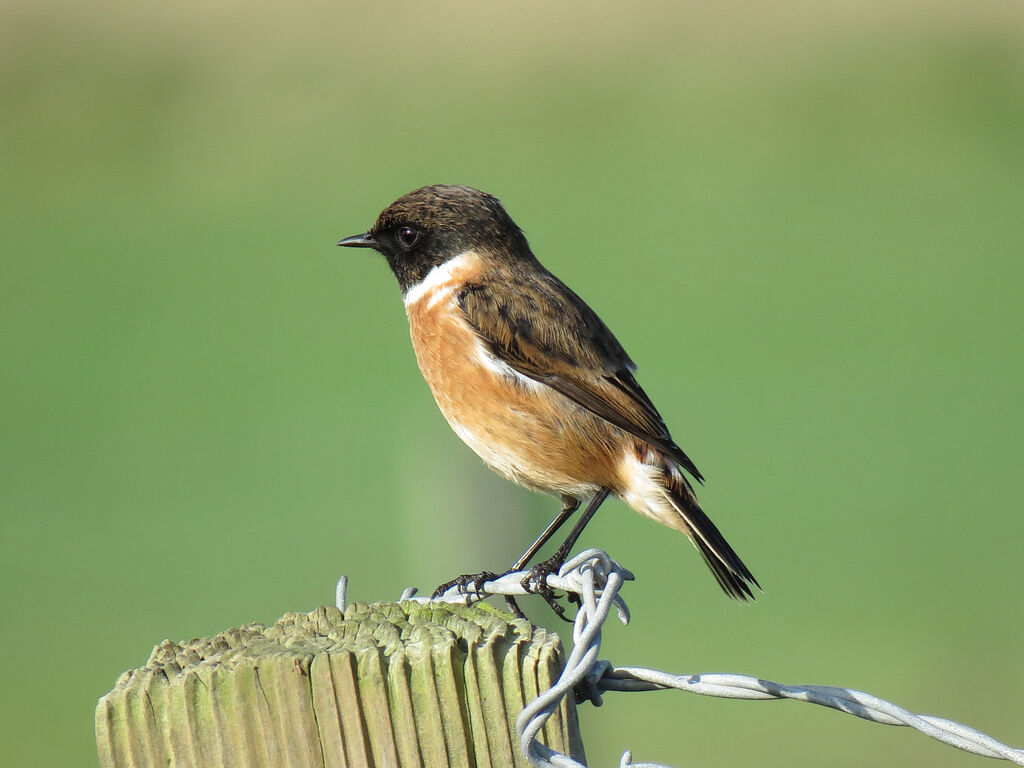 European Stonechat