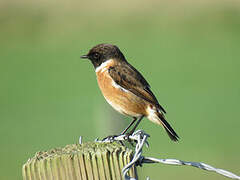 European Stonechat