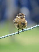 European Stonechat