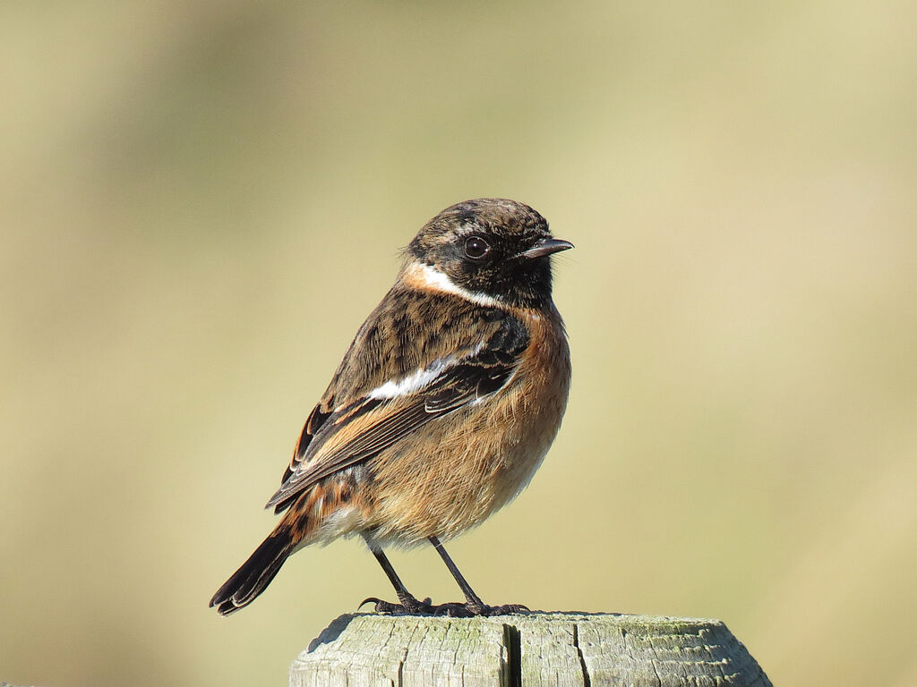 European Stonechat