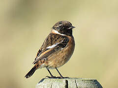 European Stonechat