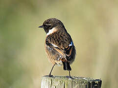 European Stonechat