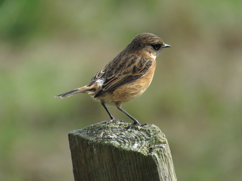 European Stonechat