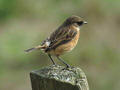 European Stonechat