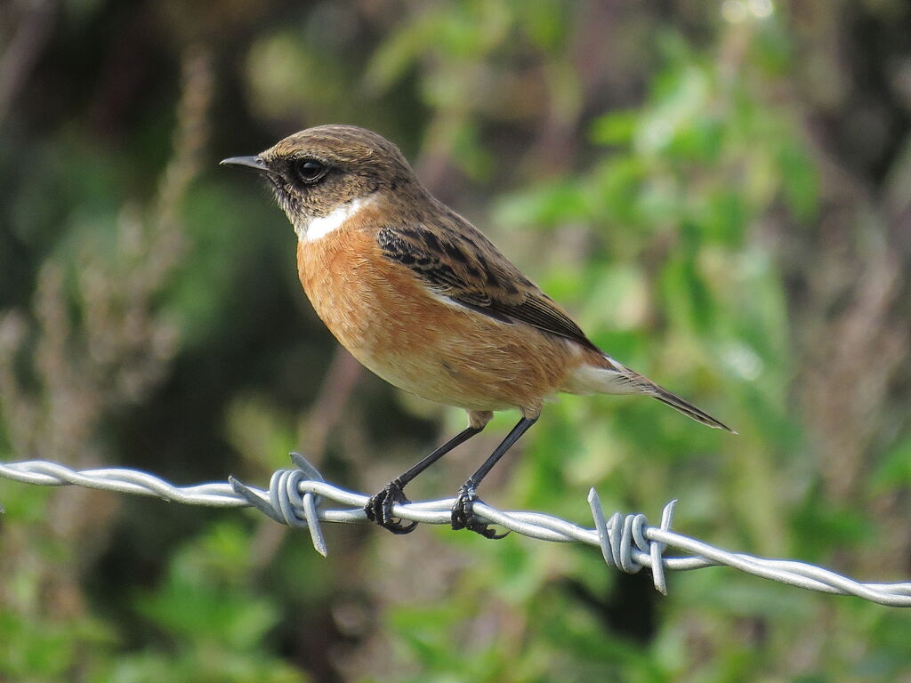 European Stonechat