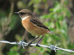 European Stonechat