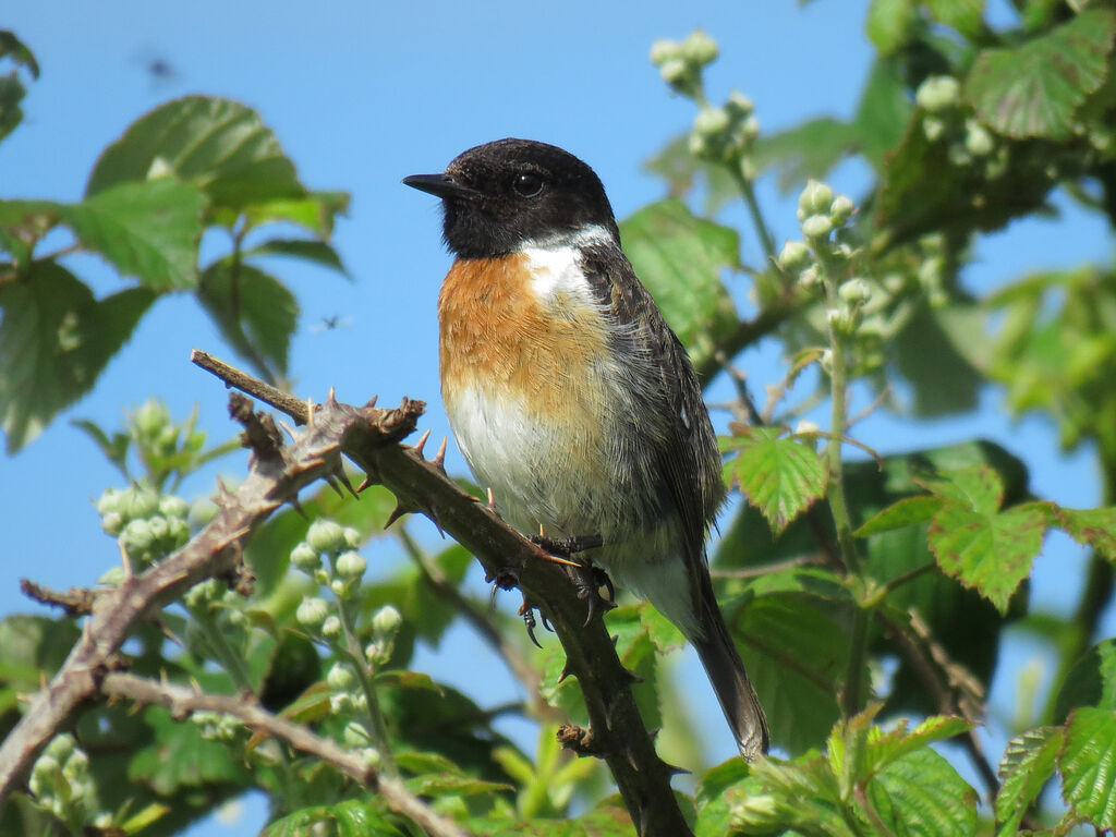 European Stonechat male