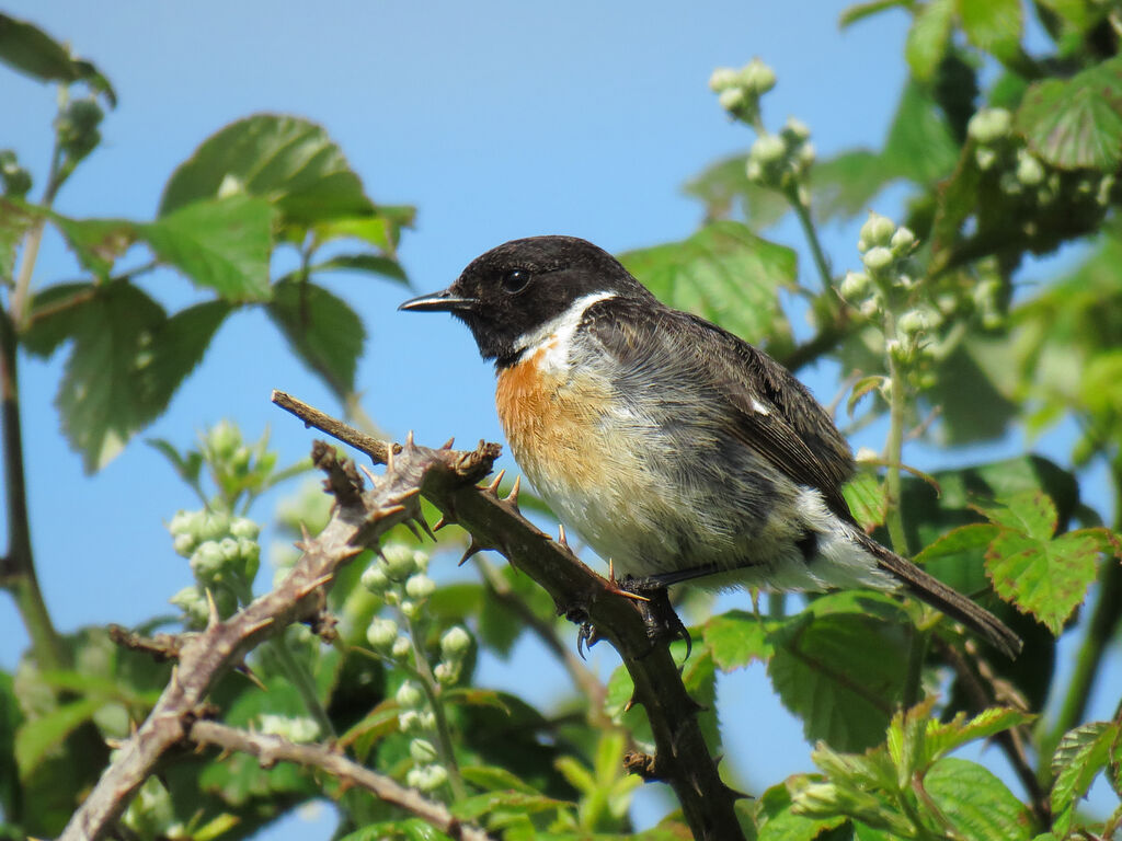 European Stonechat male