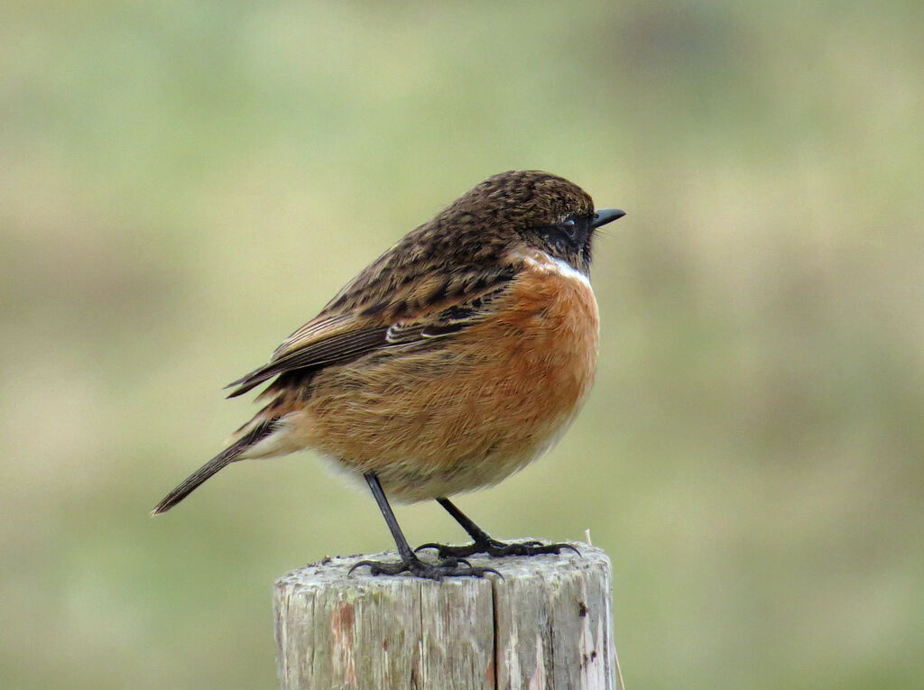 European Stonechat