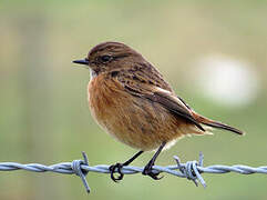 European Stonechat