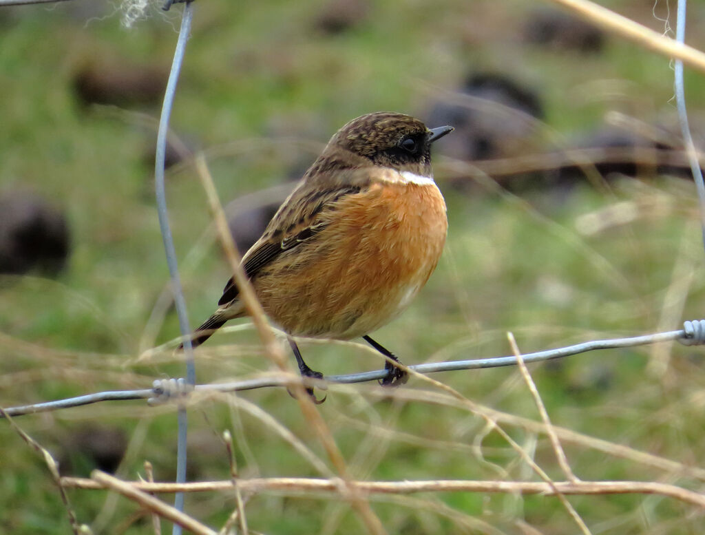 European Stonechat