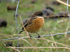 European Stonechat