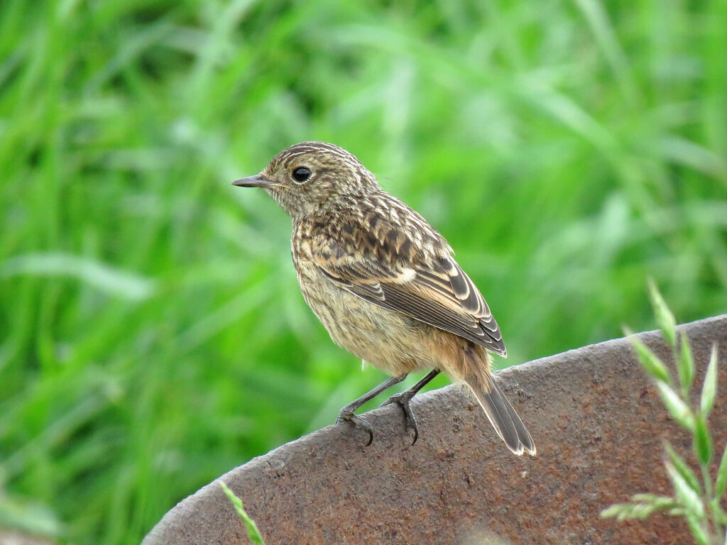 European Stonechatjuvenile