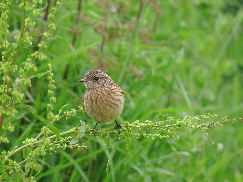 European Stonechatjuvenile