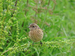 European Stonechat