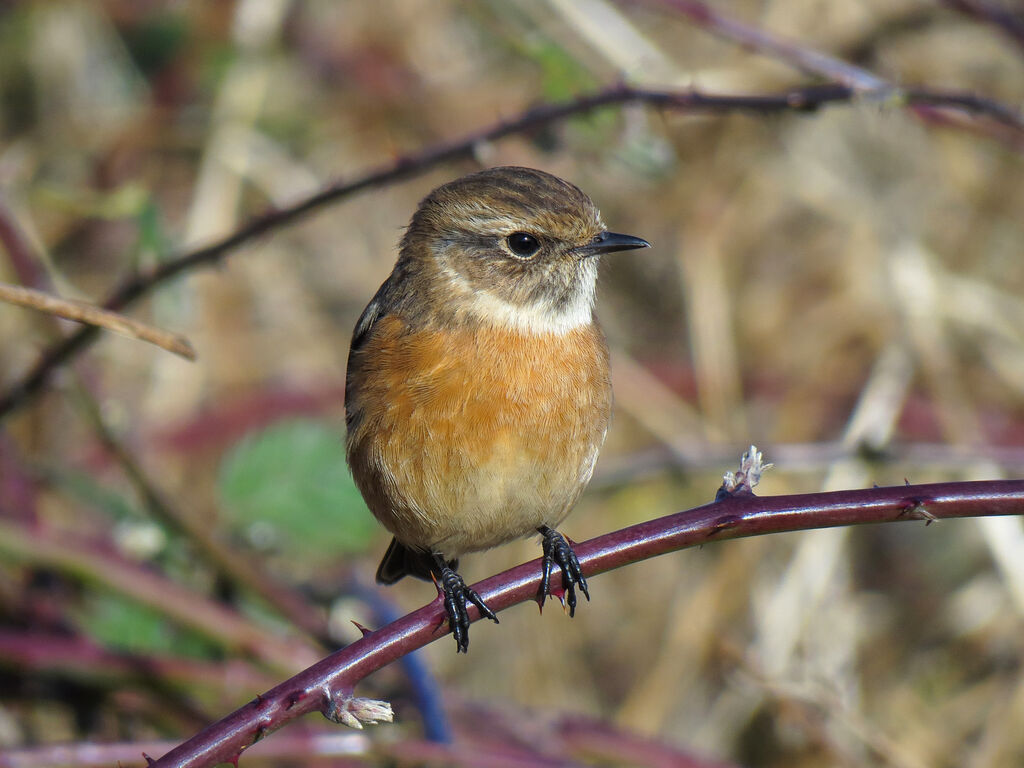 European Stonechat female