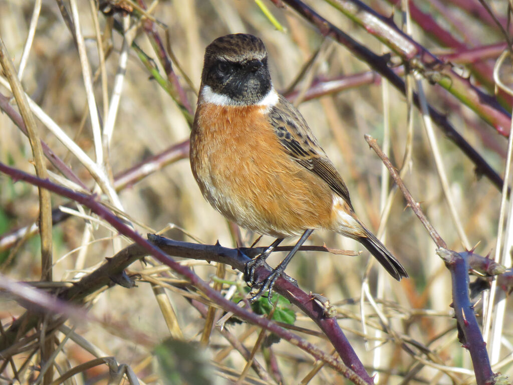 European Stonechat male