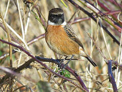 European Stonechat