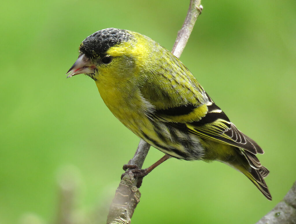 Eurasian Siskin male