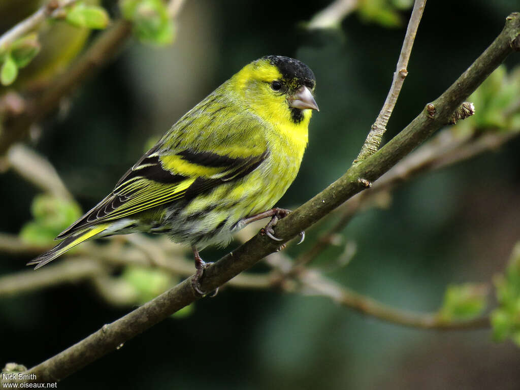 Eurasian Siskin male adult breeding, identification