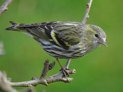 Eurasian Siskin