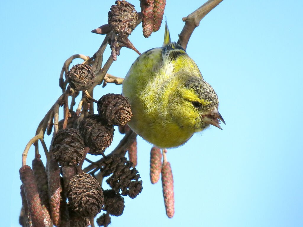 Eurasian Siskin male