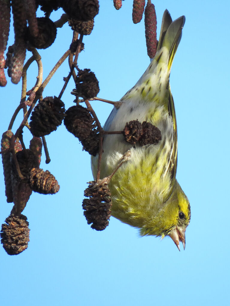 Eurasian Siskin male