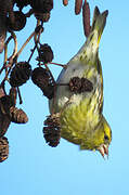 Eurasian Siskin