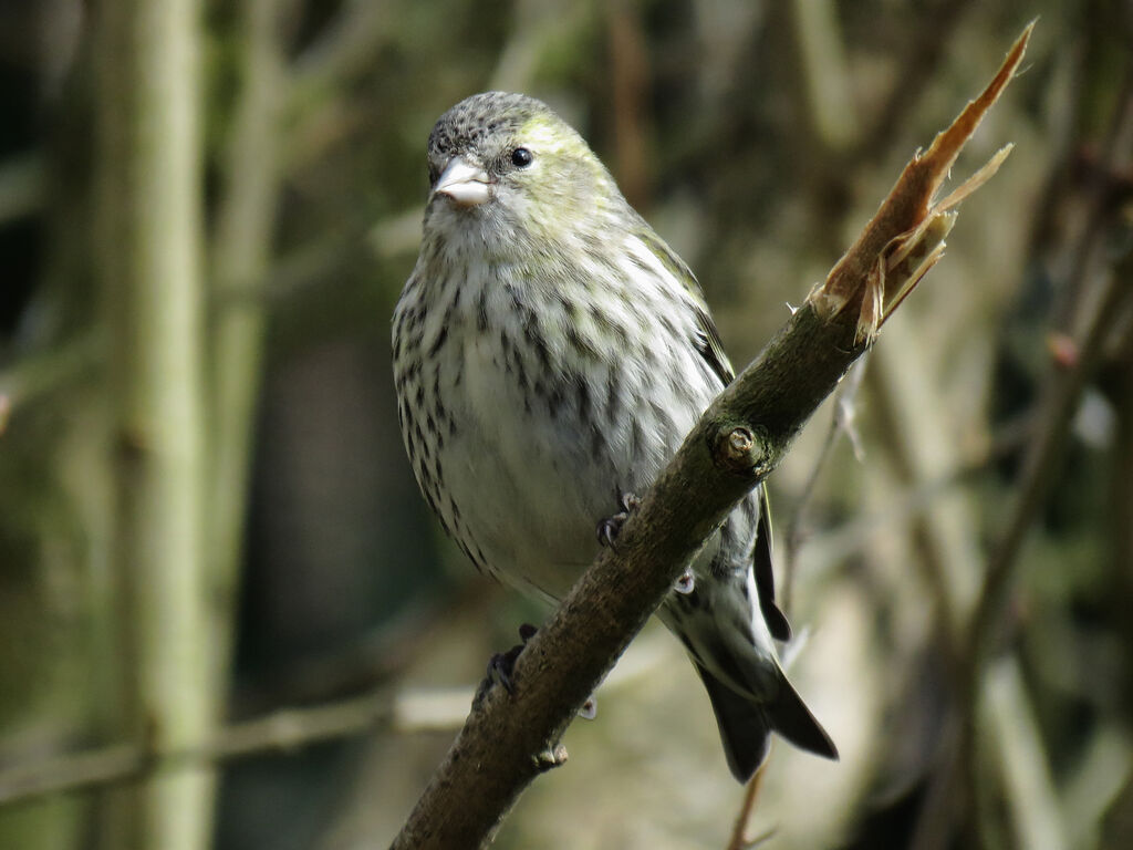 Eurasian Siskin female