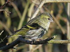 Eurasian Siskin