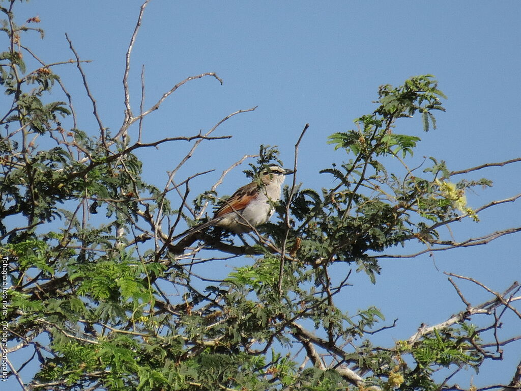 Black-crowned Tchagra