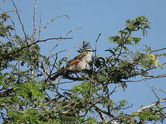 Black-crowned Tchagra