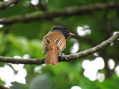 Blyth's Paradise Flycatcher