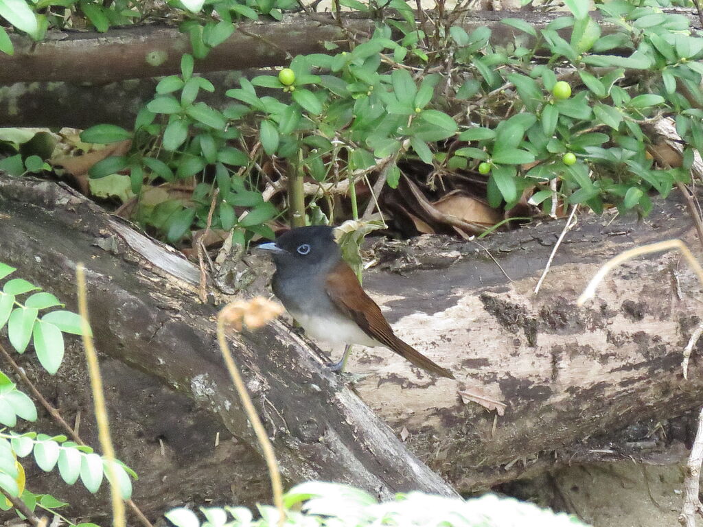 Amur Paradise Flycatcher